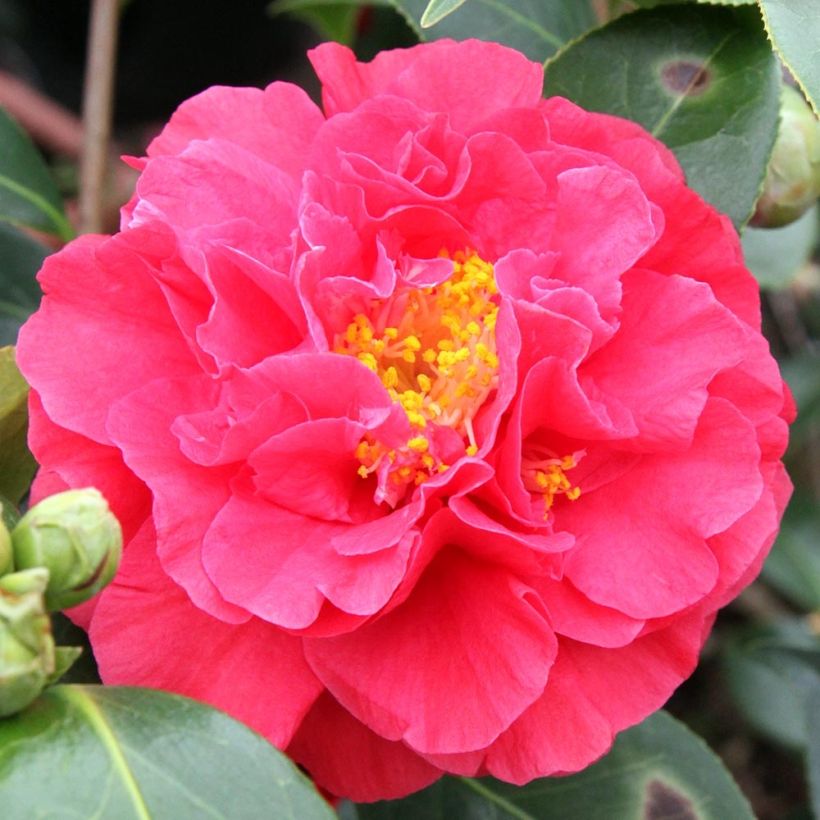 Camellia japonica Blood of China (Floración)