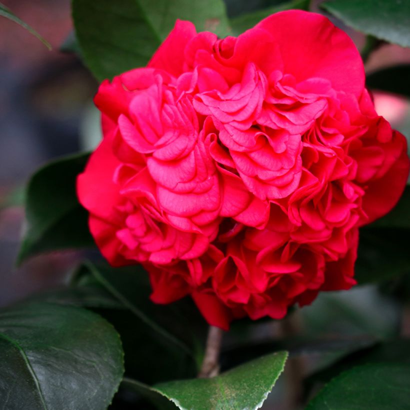 Camellia japonica Kramer's Supreme (Floración)