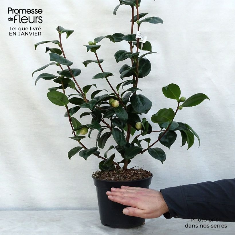 Camélia Margaret Davis - Camellia japonica Pot de 4L/5L Ejemplar entregado en invierno