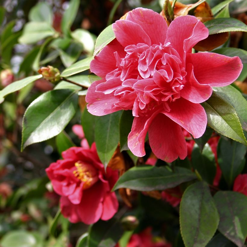 Camellia japonica Mark Alan (Floración)