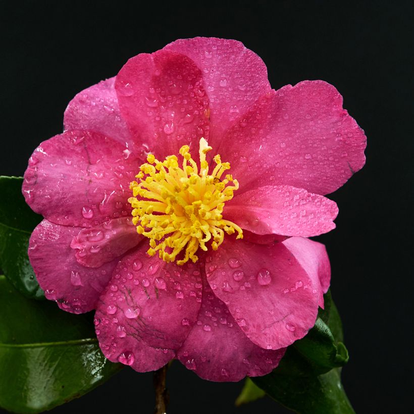 Camellia sasanqua Belinda - Camelia de otoño (Floración)