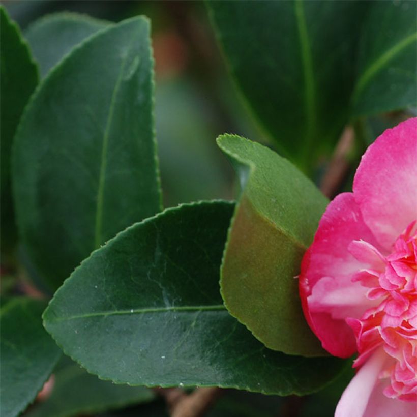 Camellia sasanqua Choji Guruma - Camelia de otoño (Follaje)