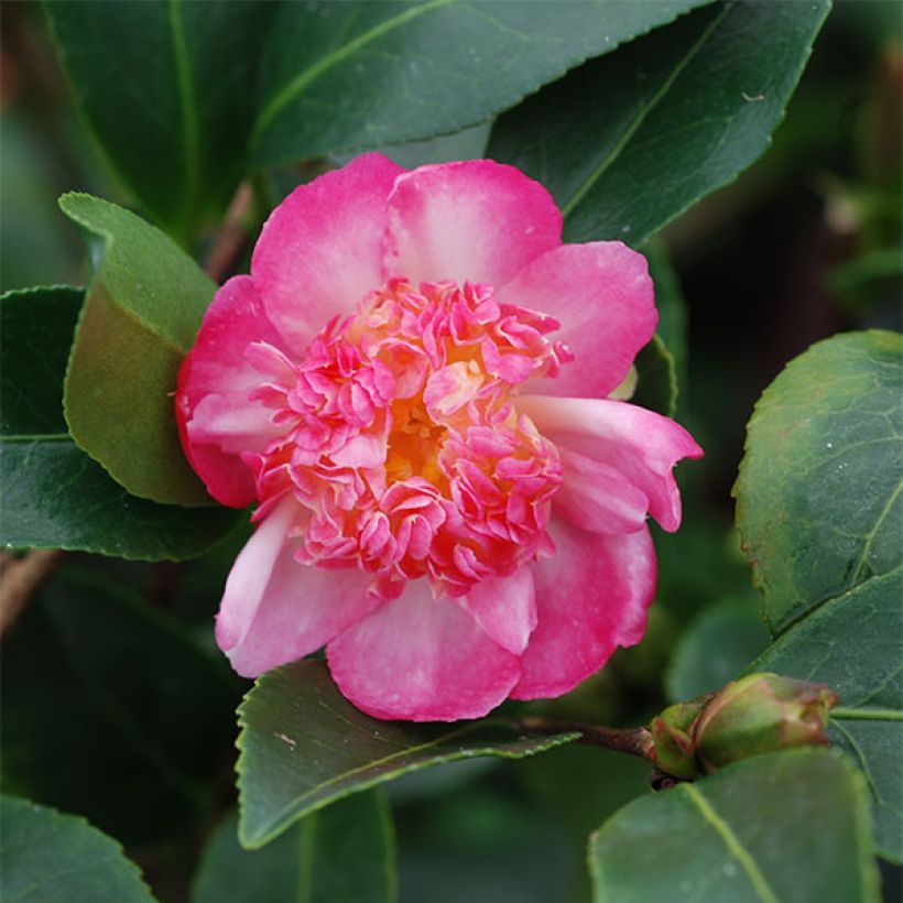 Camellia sasanqua Choji Guruma - Camelia de otoño (Floración)