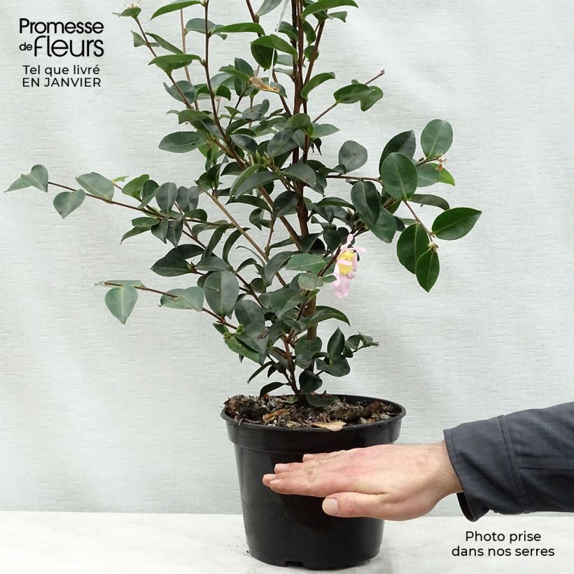 Camélia d'automne - Camellia sasanqua Plantation Pink Pot de 4L/5L Ejemplar entregado en invierno