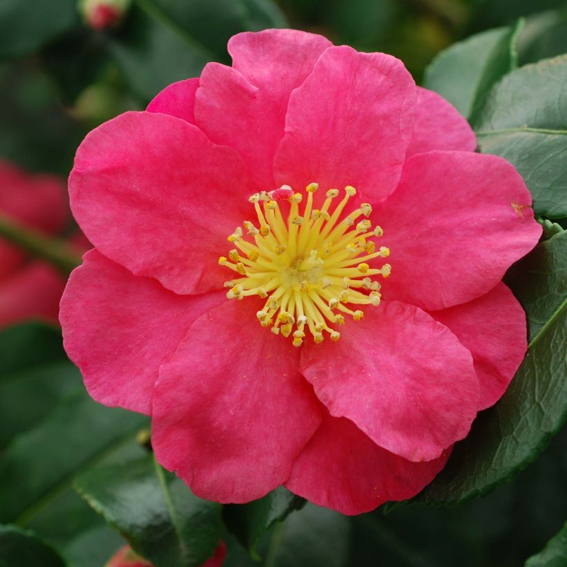 Camellia sasanqua Sekiyo - Camelia de otoño (Floración)