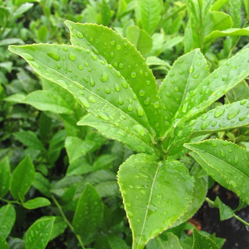 Camellia sinensis - Planta de té (Follaje)