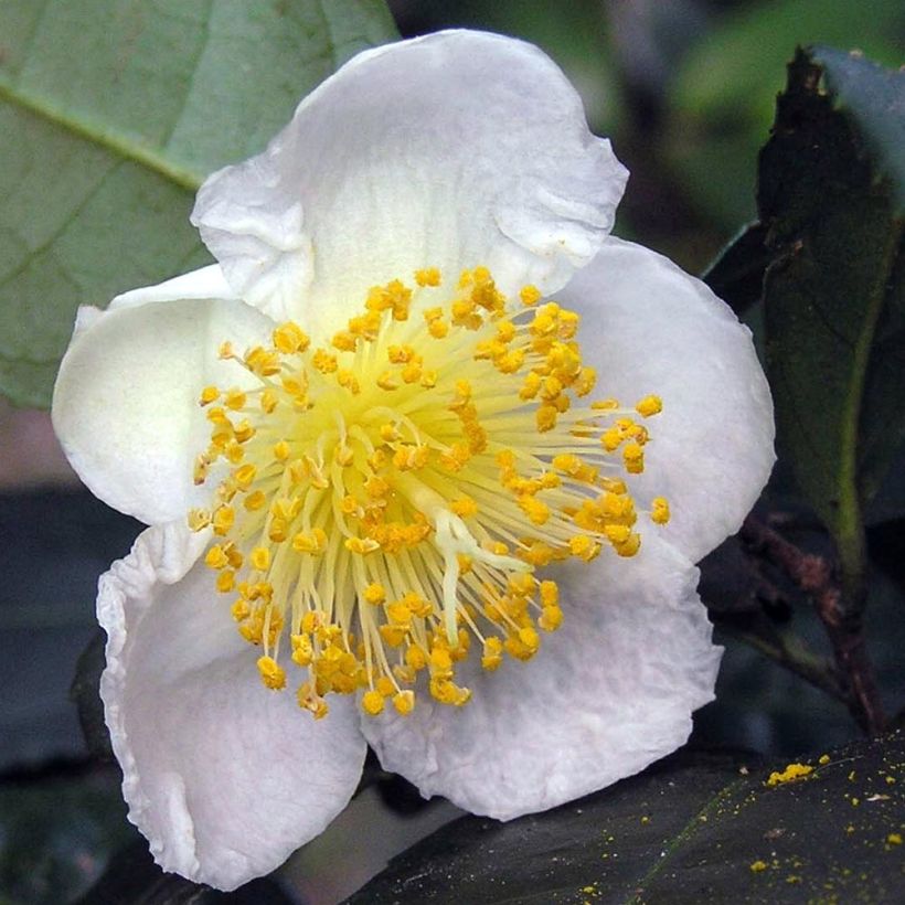 Camellia sinensis - Planta de té (Floración)