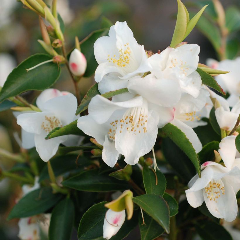 Camellia transnokoensis (Floración)