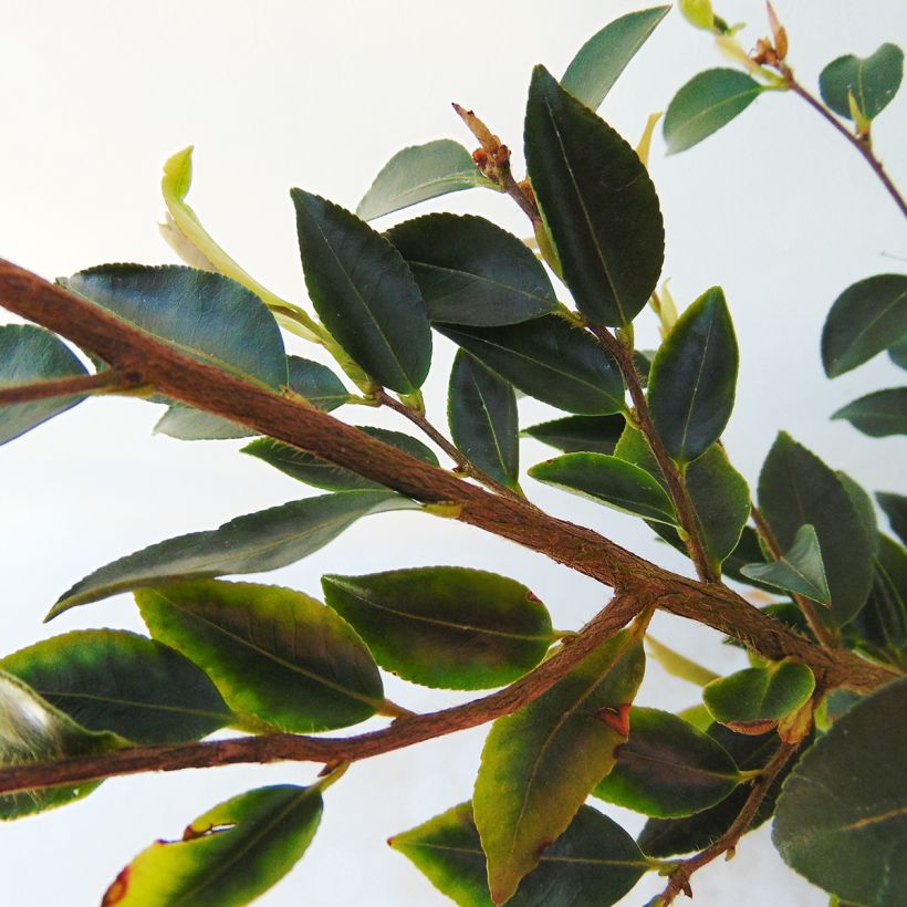 Camellia transnokoensis (Follaje)