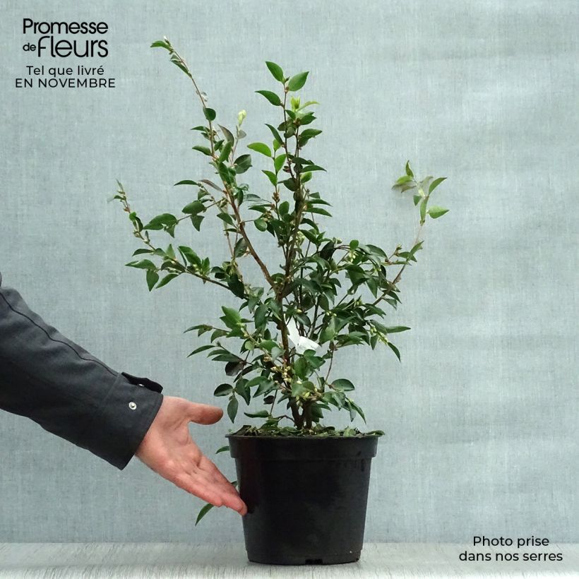 Ejemplar de Camellia transnokoensis - Camélia botanique Pot de 4L/5L entregado en otoño