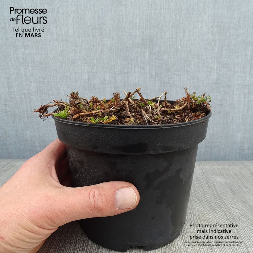 Camomille Romaine - Chamaemelum nobile Ligulosum en pot de 2L/3L Ejemplar entregado en invierno