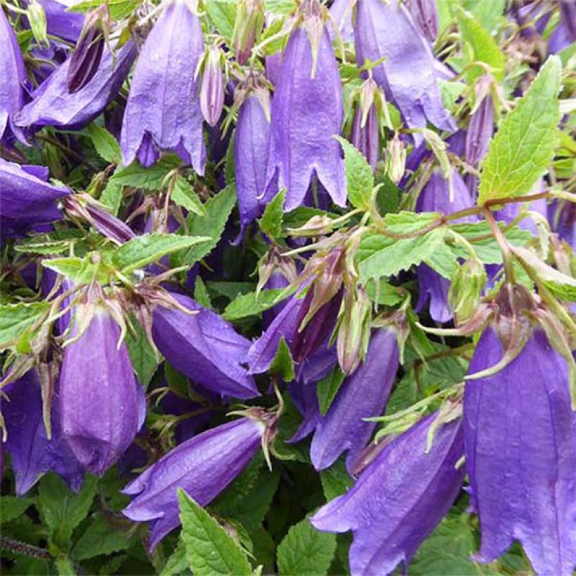 Campanula takesimana Ringsabell Indigo Blue (Floración)