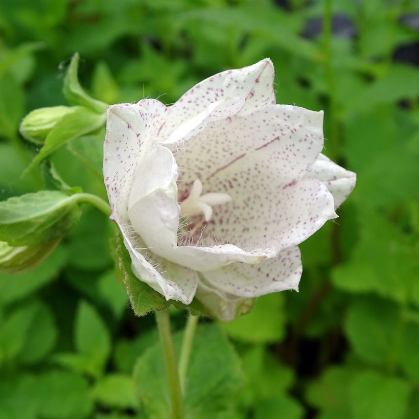 Campanula punctata Wedding Bells (Floración)