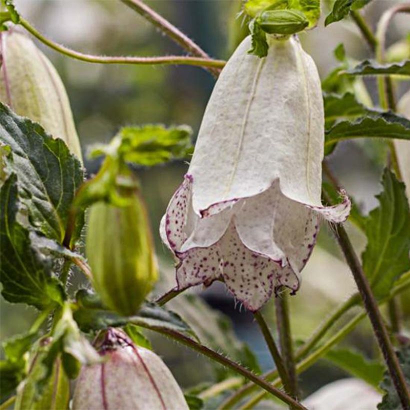 Campanula punctata Milky Way (Floración)