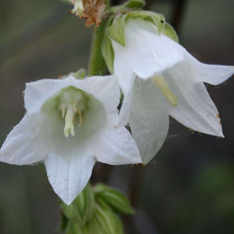 Campanula alliariifolia (Floración)