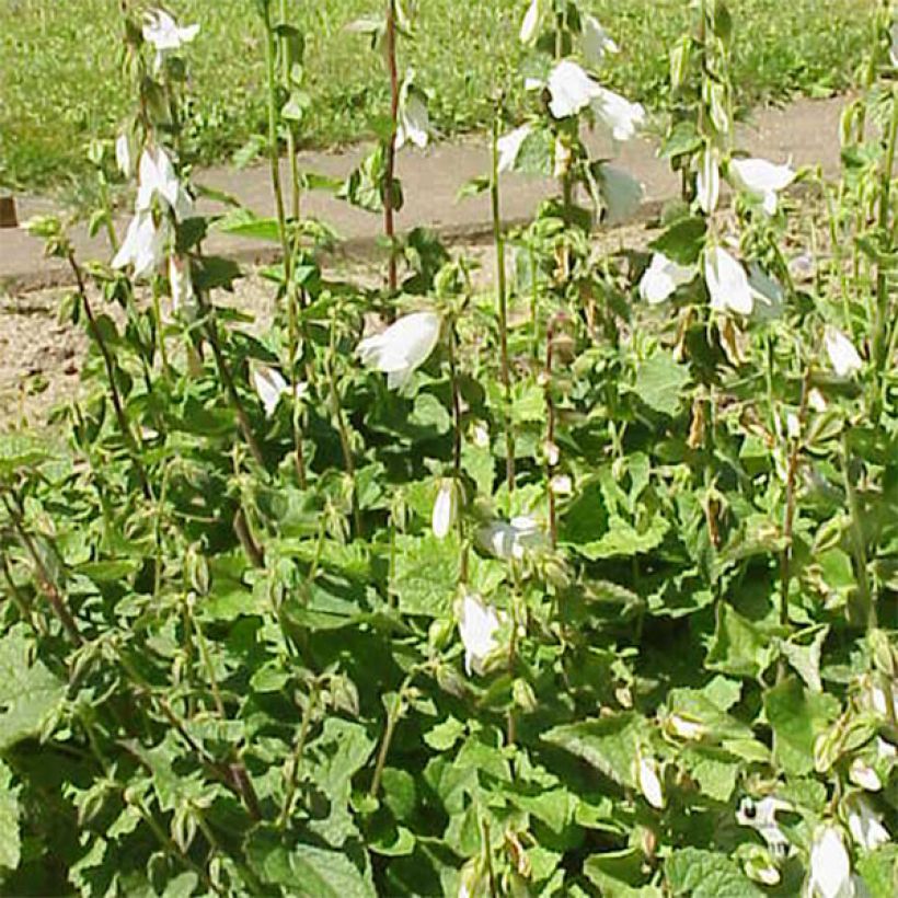 Campanula alliariifolia (Porte)