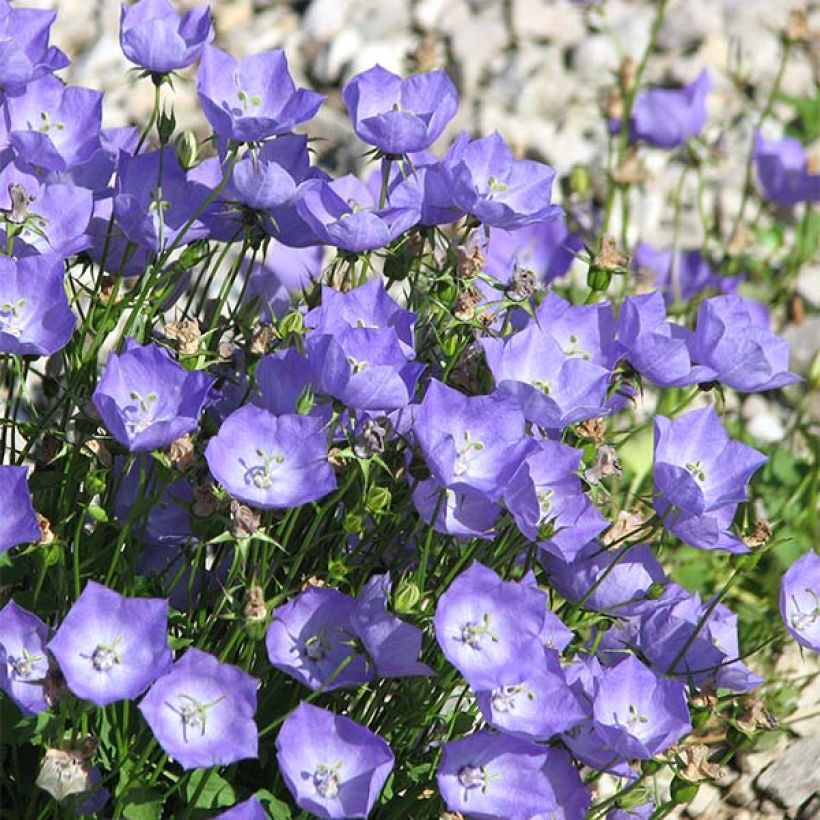 Campanula carpaticas (Floración)