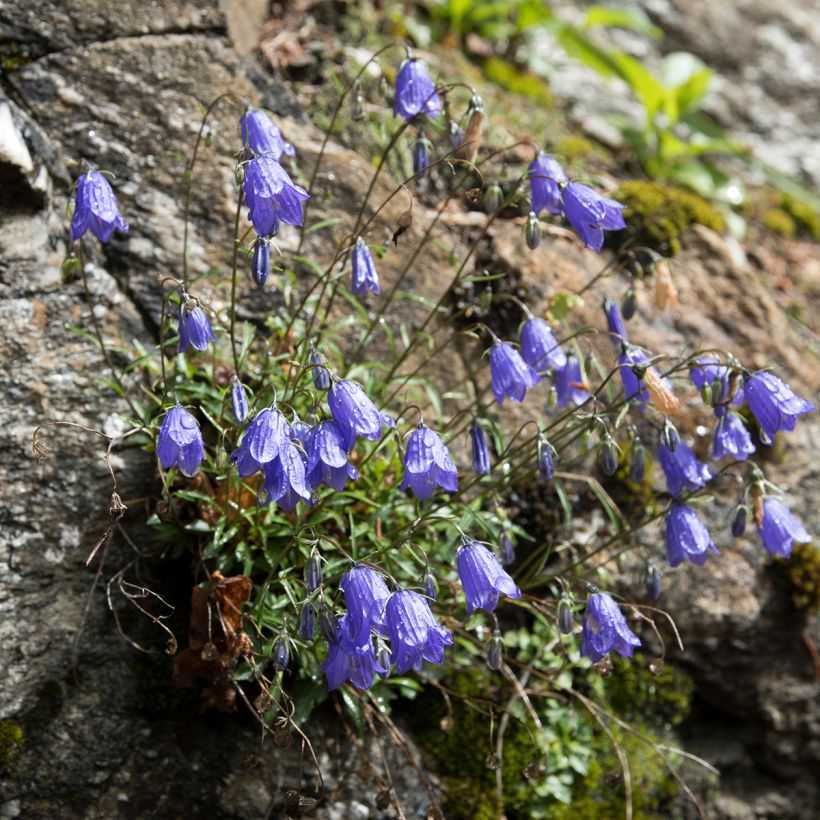 Campanula cochleariifolia (Porte)