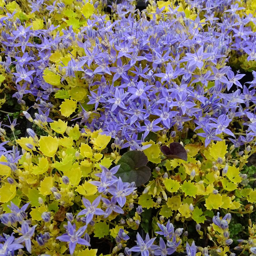 Campanula garganica Dickson s Gold (Porte)