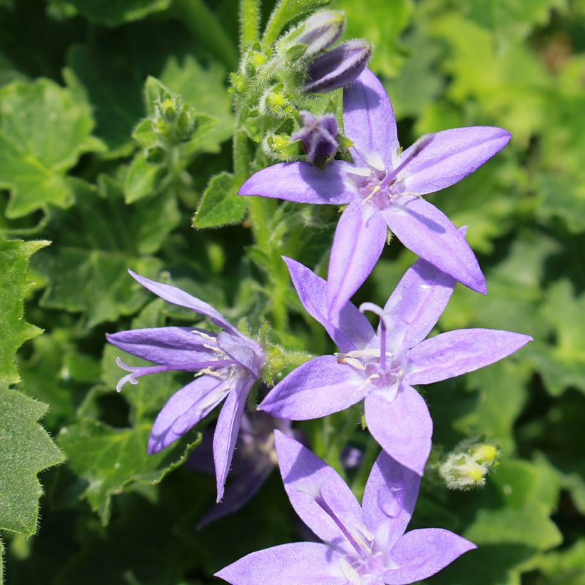 Campanula garganica (Floración)