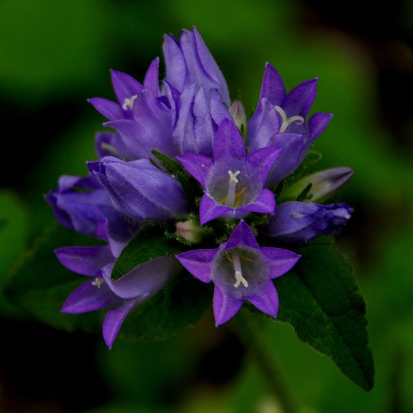 Campanula glomerata var. acaulis (Floración)