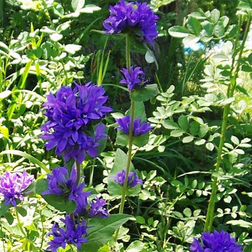 Campanula glomerata var. acaulis (Porte)