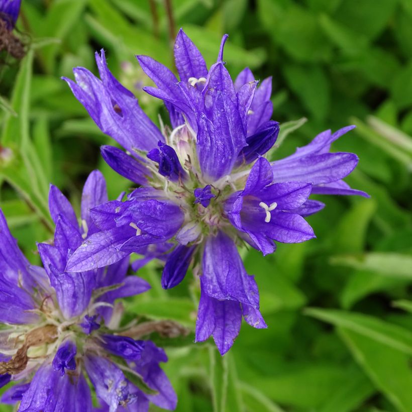 Campanula glomerata Genti Twisterbell (Floración)