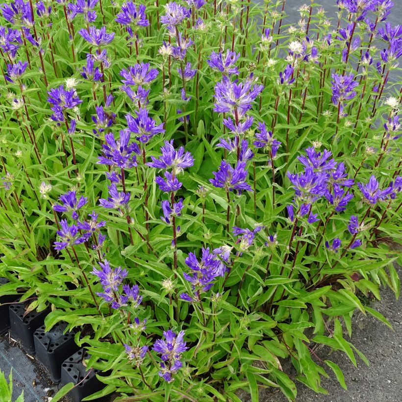 Campanula glomerata Genti Twisterbell (Porte)