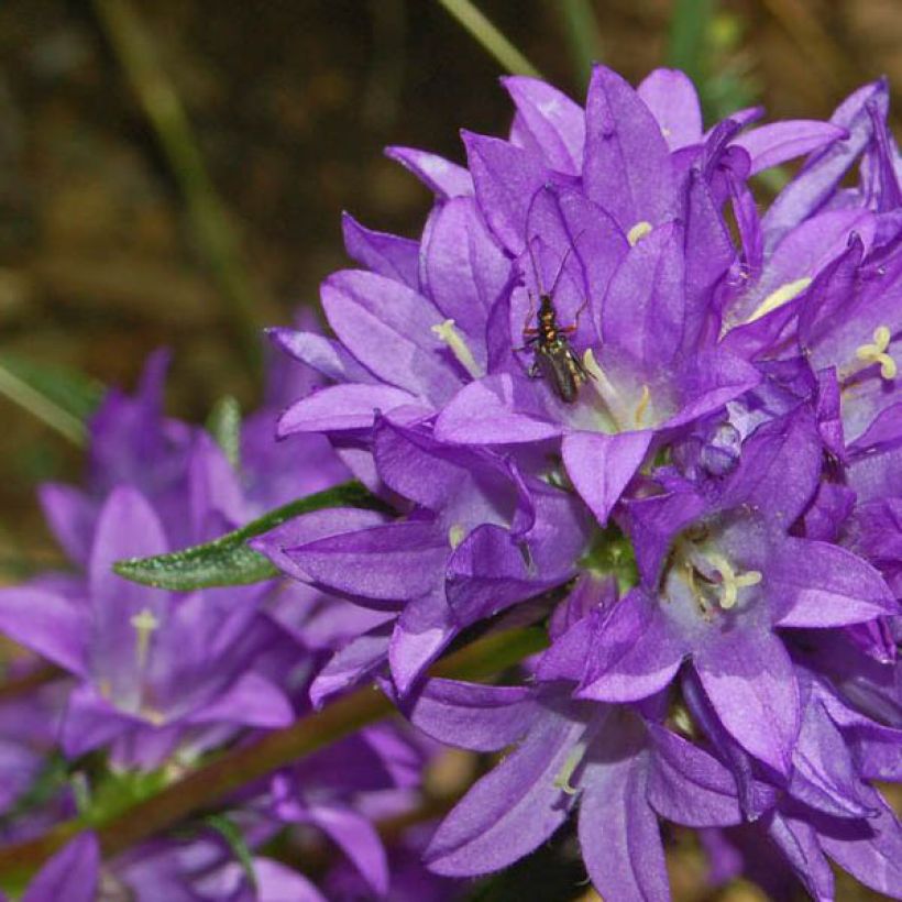 Campanula glomerata Superba (Floración)