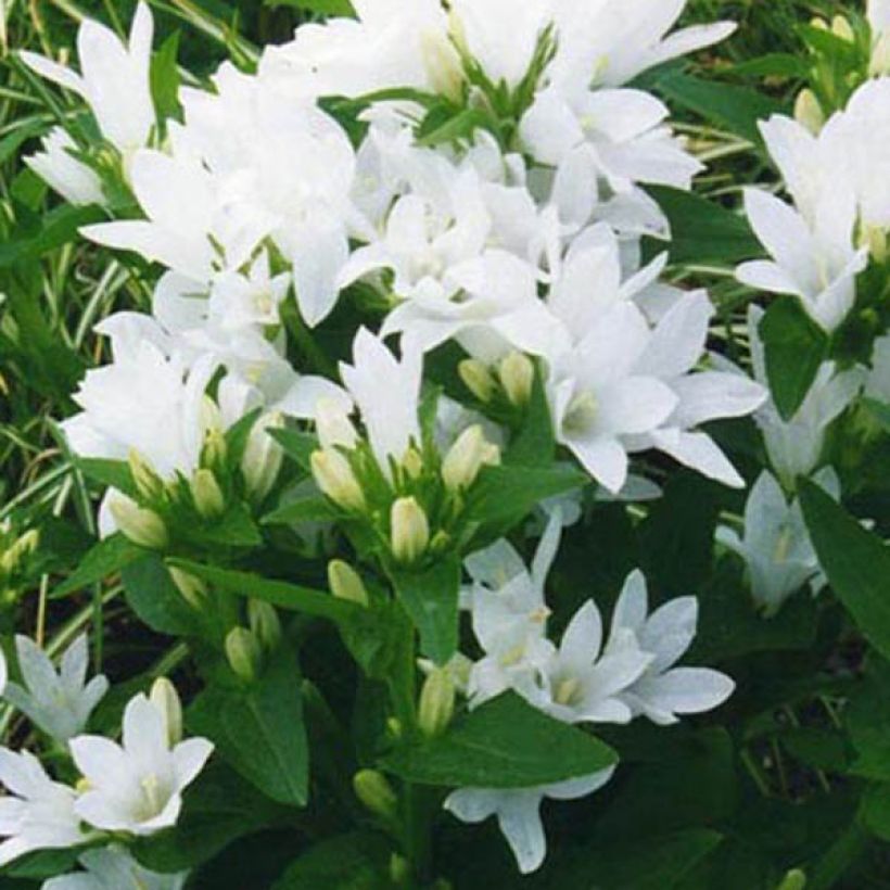 Campanula glomerata Alba (Floración)