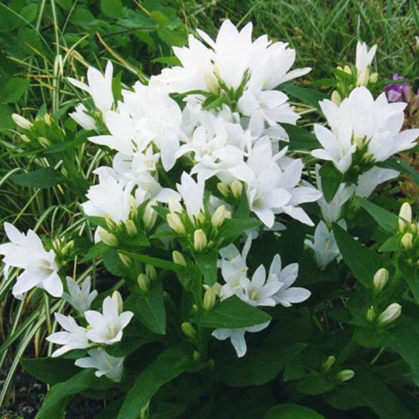 Campanula glomerata Alba (Porte)