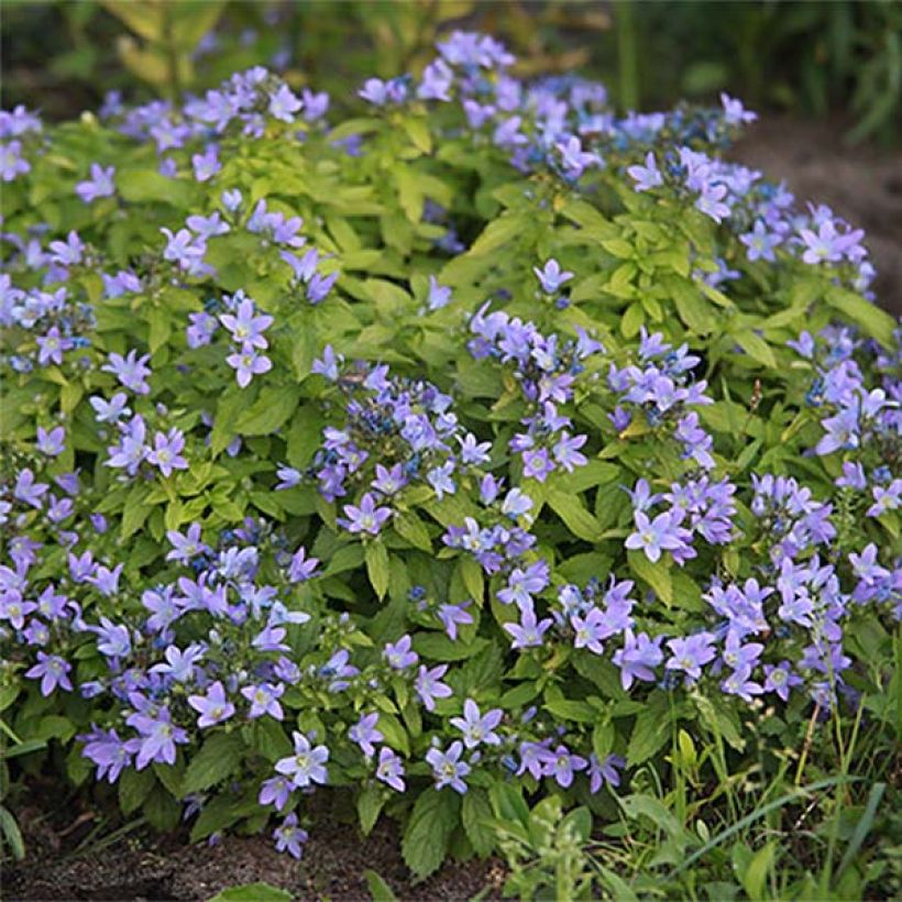 Campanula lactiflora Blue Pouffe (Floración)