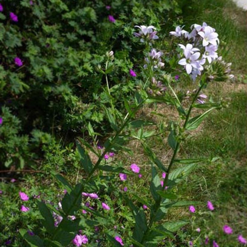 Campanula lactiflora Loddon Anna (Porte)