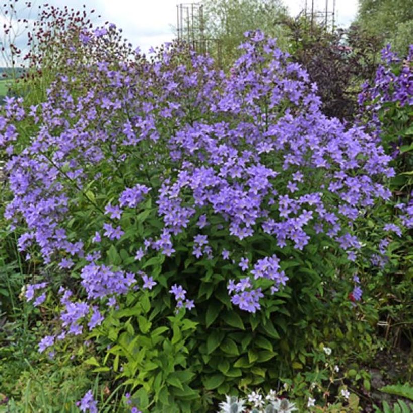 Campanula lactiflora Prichard s variety (Porte)