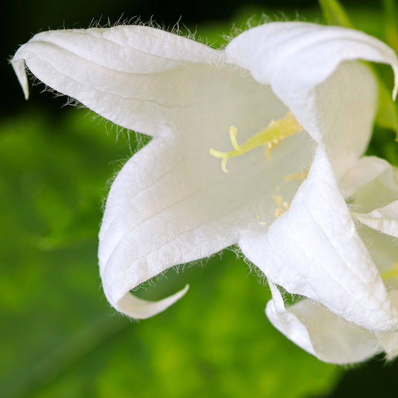 Campanula lactiflora White Pouffe (Floración)