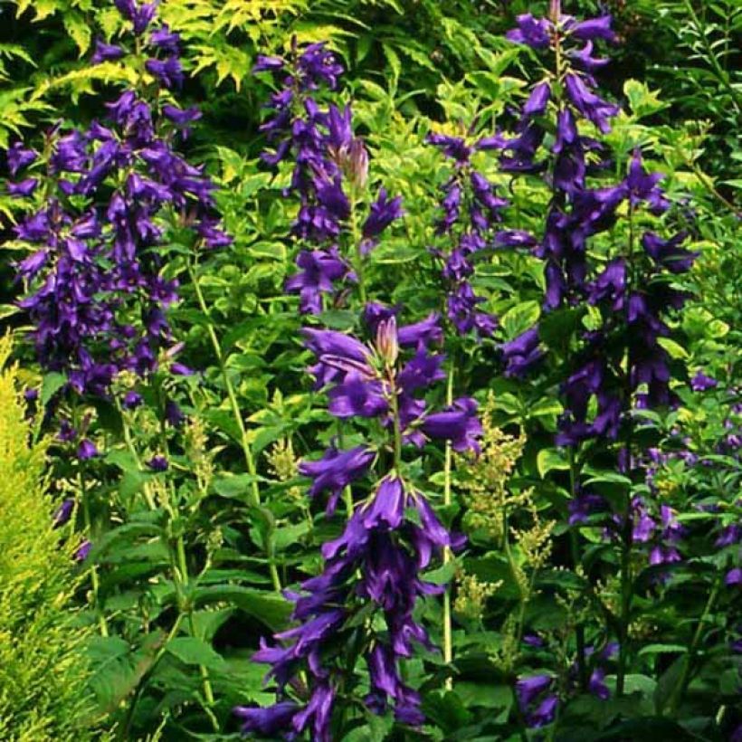 Campanula latifolia var. macrantha (Porte)