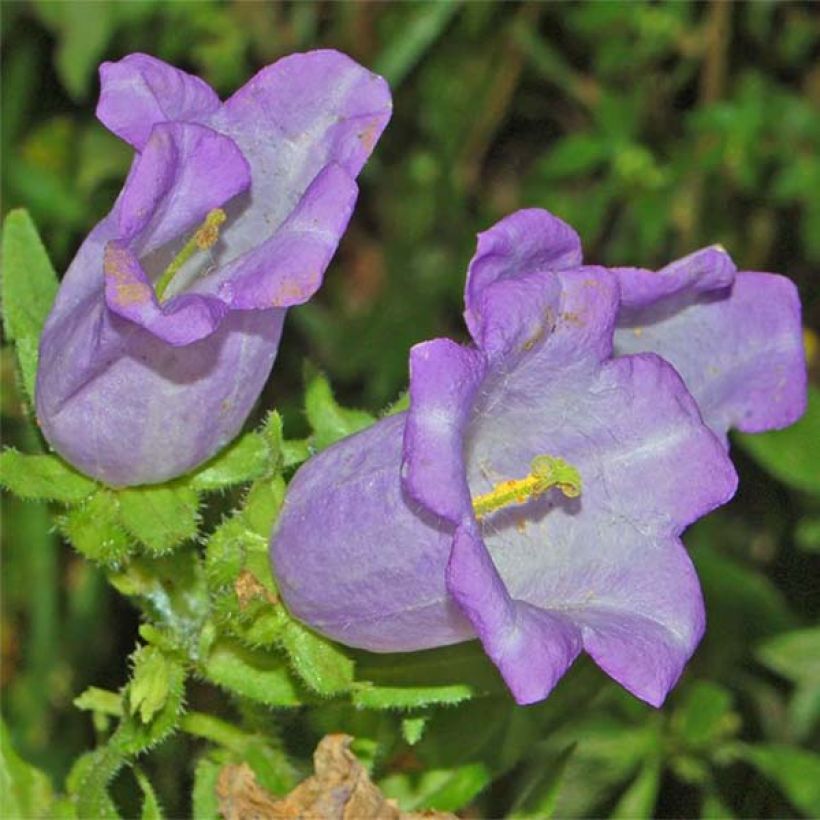 Campanula medium Blue - Campanilla de Canterbury (Floración)