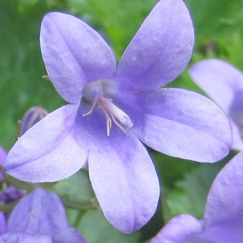 Campanula portenschlagiana (Floración)