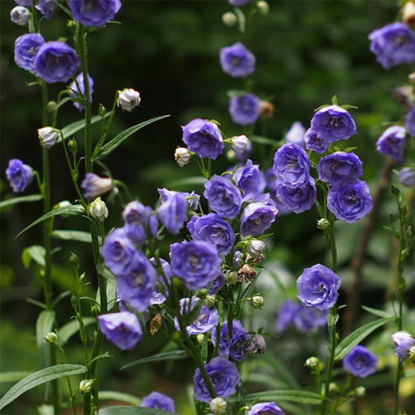 Campanula persicifolia La Belle (Floración)