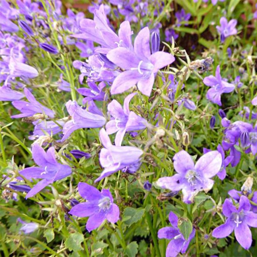 Campanula poscharskyana Resholt Variety (Floración)