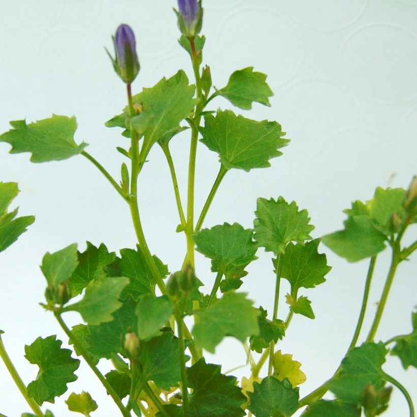 Campanula poscharskyana Resholt Variety (Follaje)