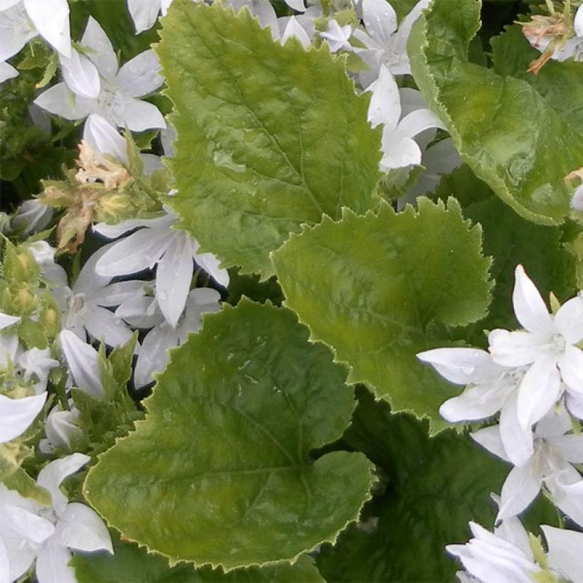 Campanula poscharskyana E.H. Frost (Follaje)