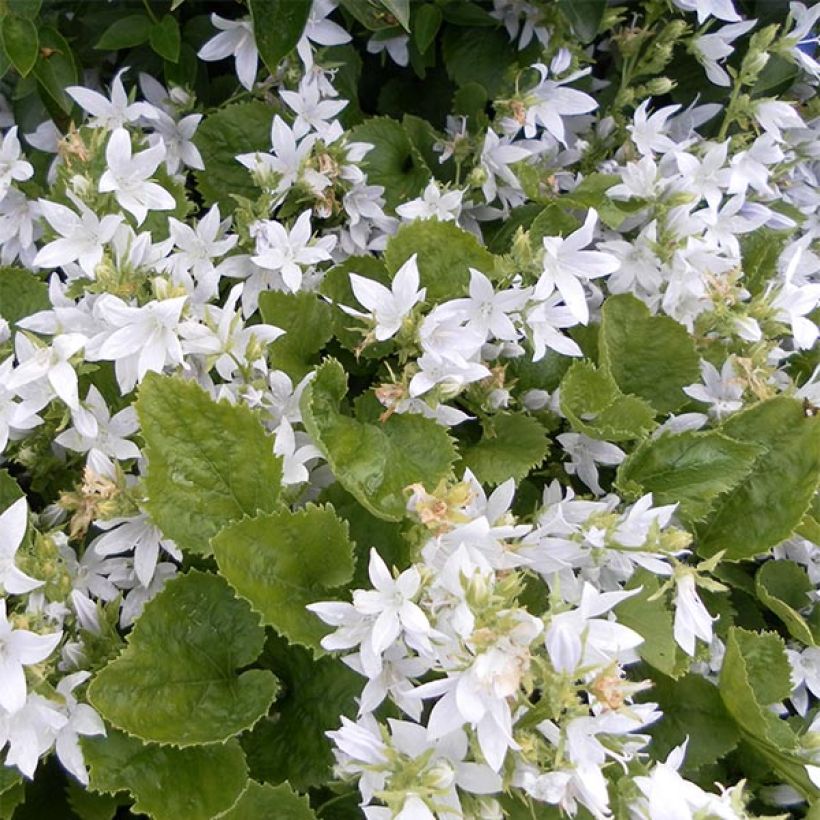 Campanula poscharskyana E.H. Frost (Floración)