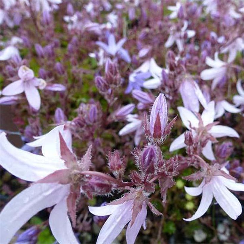 Campanula poscharskyana Lisduggan Variety (Floración)