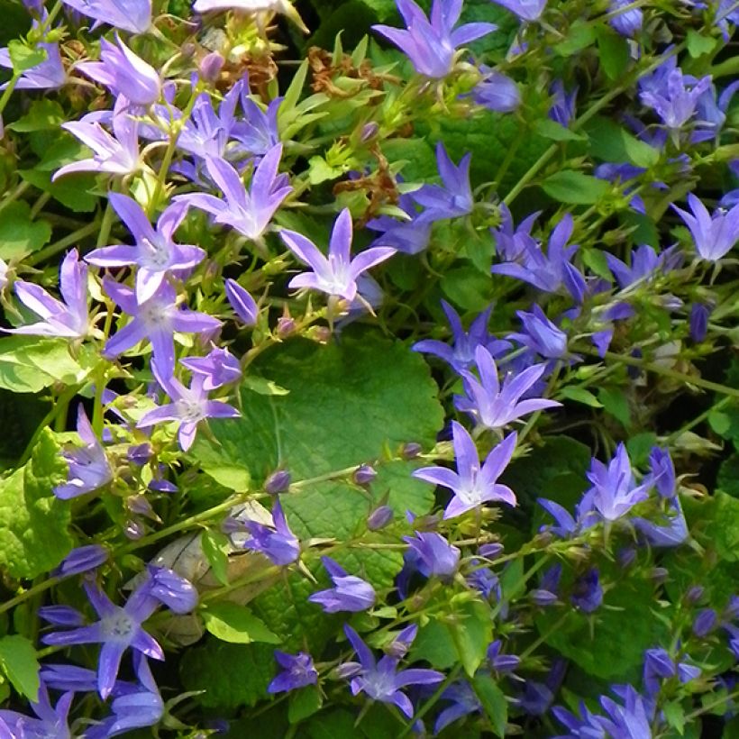 Campanula poscharskyana Stella (Floración)