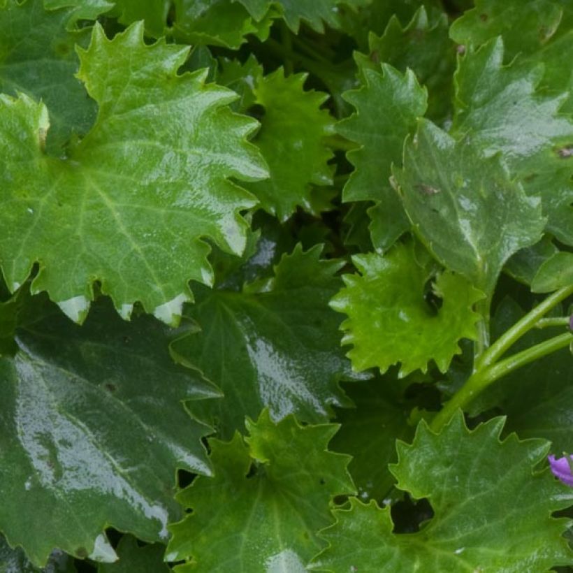 Campanula poscharskyana (Follaje)