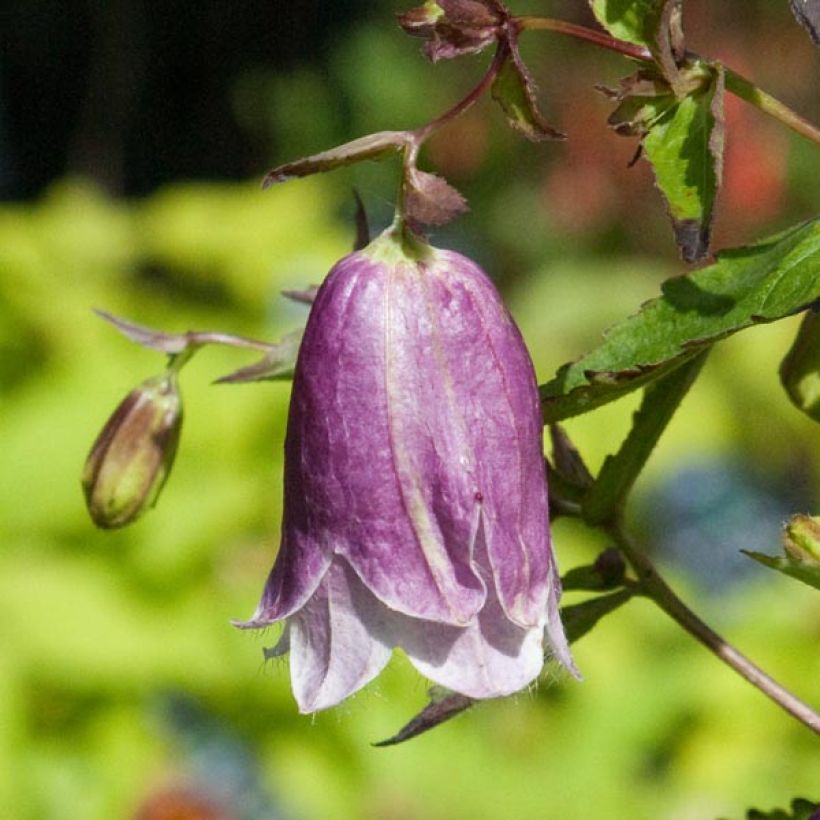 Campanula Pantaloons (Floración)