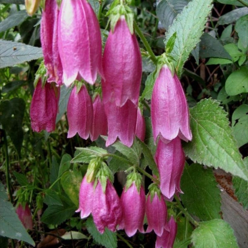 Campanula punctata Rubriflora (Follaje)