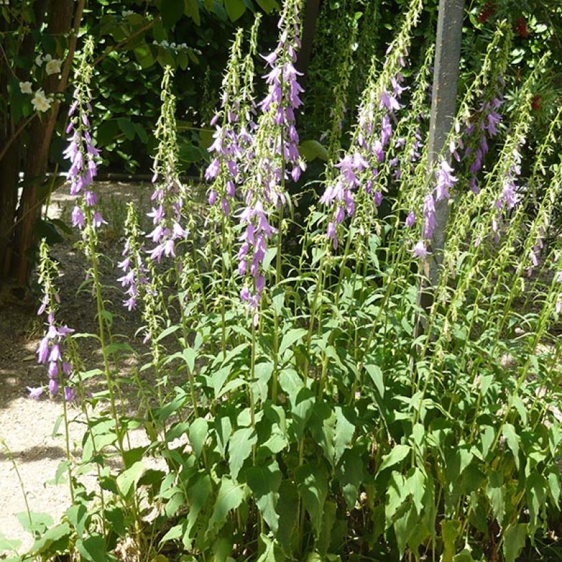 Campanula rapunculoides (Porte)