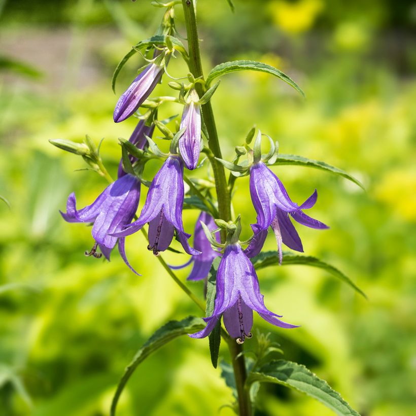 Campanula rapunculoides (Floración)